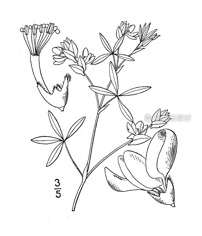古植物学植物插图:Zornia bracteata, Zornia